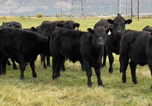 The Thriving Livestock Industry in Salt Lake County, Utah