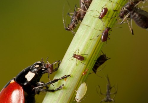 The Battle Against Pests and Diseases: How Farmers in Salt Lake County, Utah Protect Their Crops