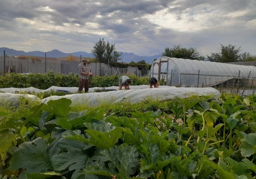 Supporting Farmers in Salt Lake County, Utah: An Expert's Perspective